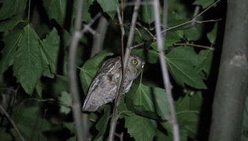 Petit-duc scops